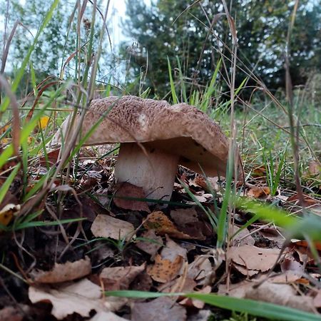 sosnowelowe Lamkowo Zewnętrze zdjęcie