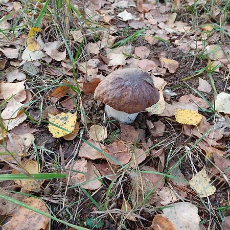 sosnowelowe Lamkowo Zewnętrze zdjęcie