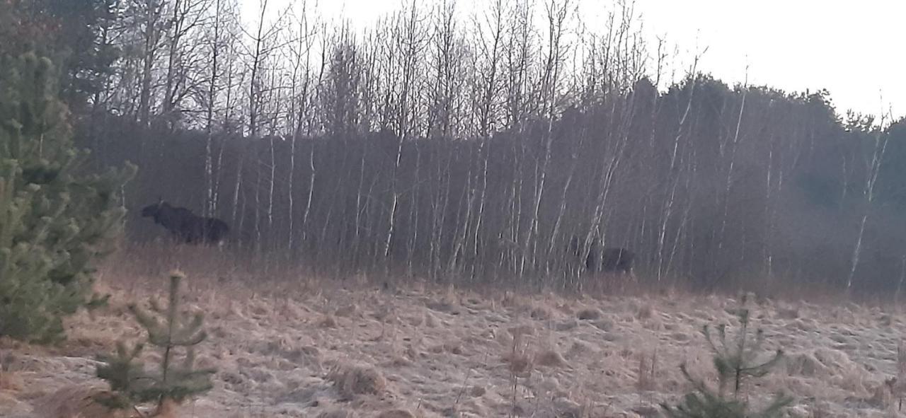 sosnowelowe Lamkowo Zewnętrze zdjęcie