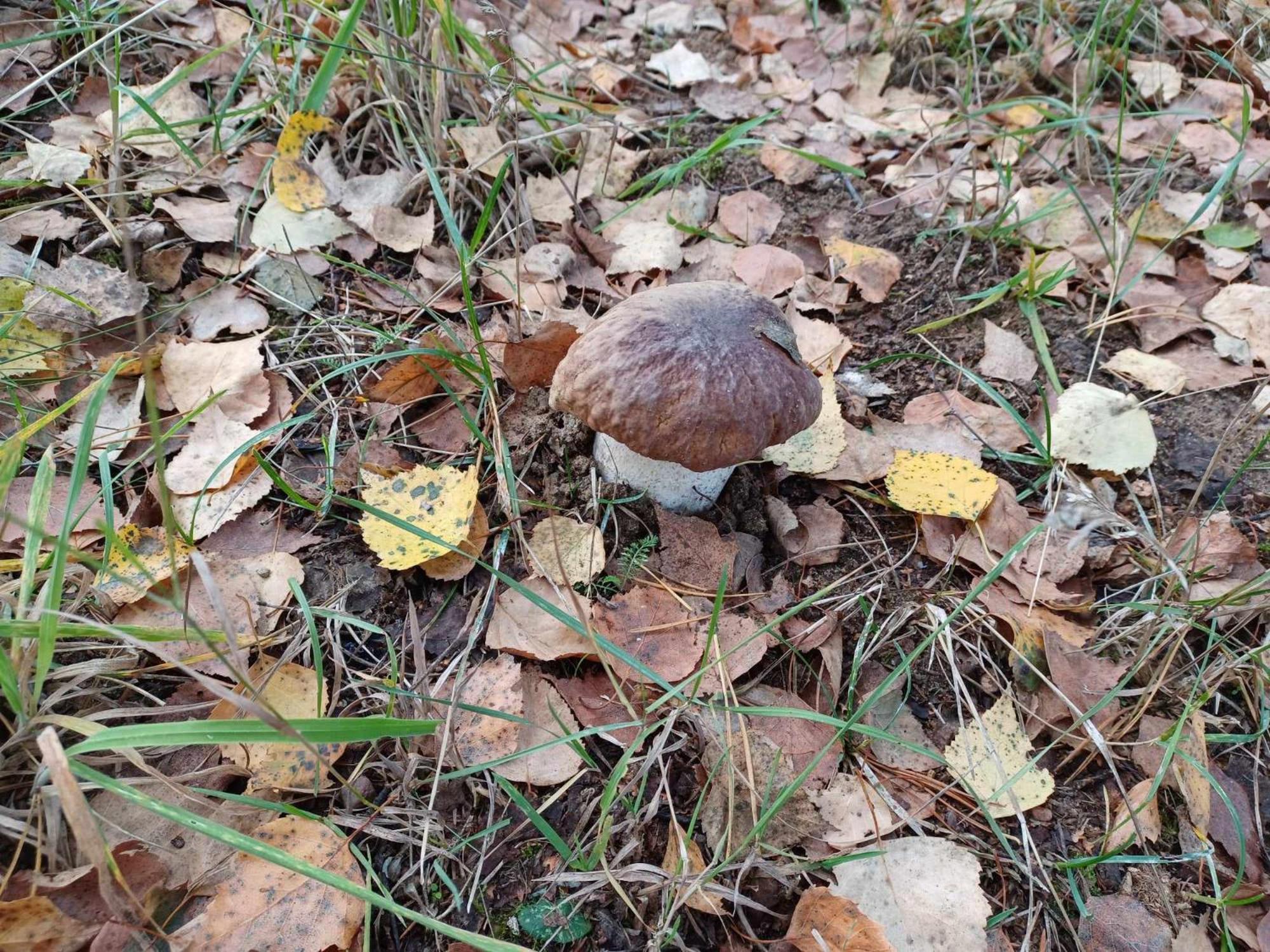 sosnowelowe Lamkowo Zewnętrze zdjęcie