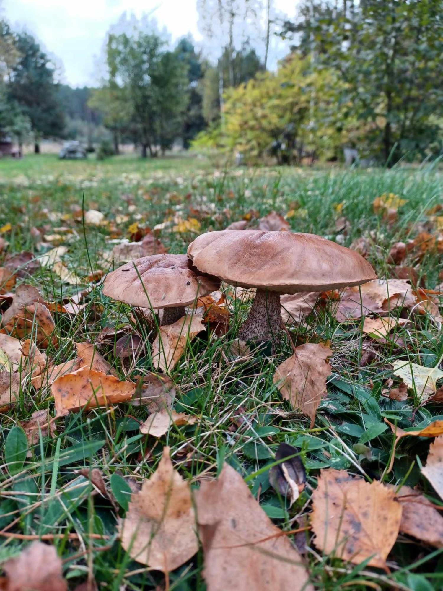 sosnowelowe Lamkowo Zewnętrze zdjęcie