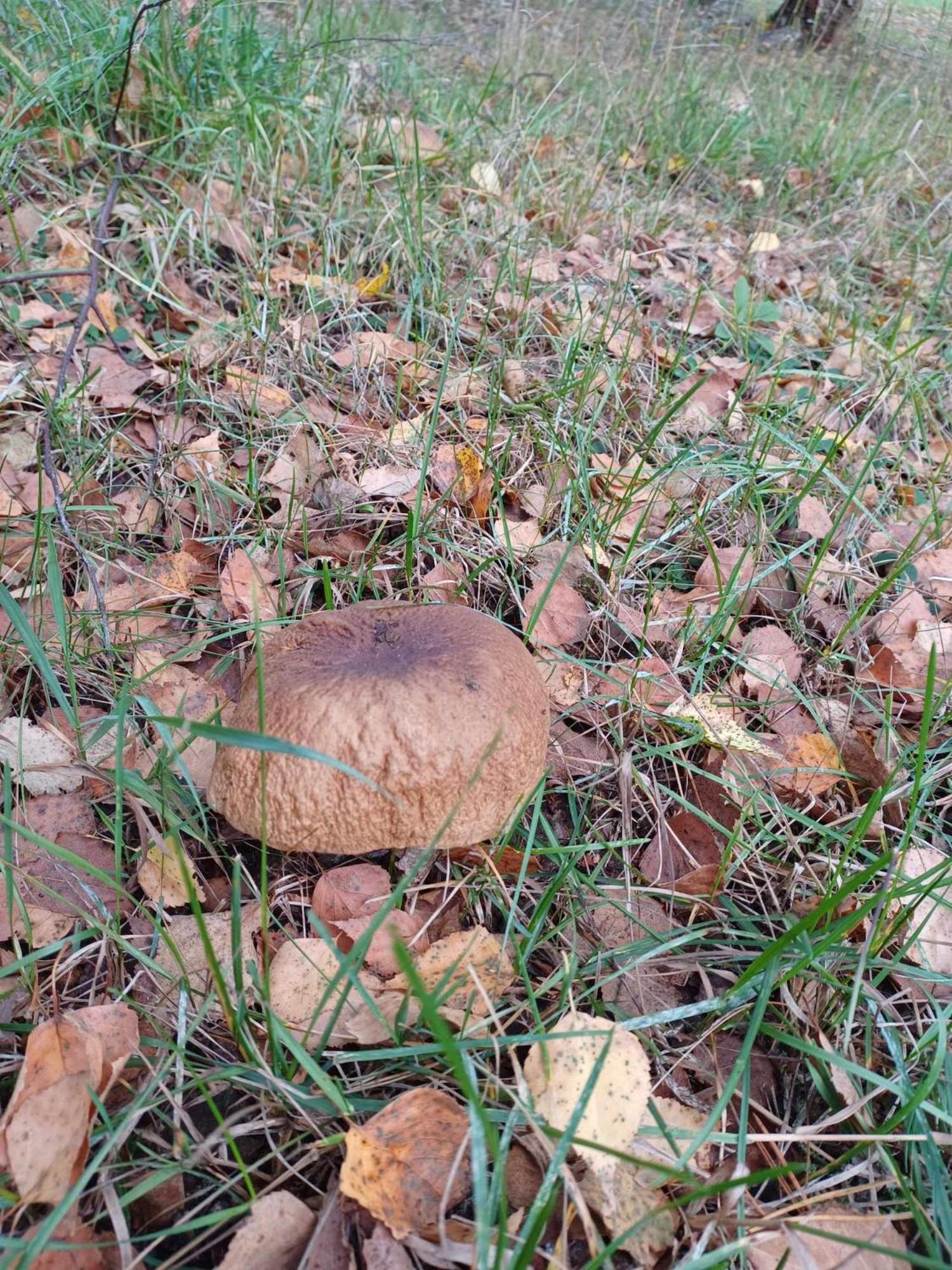 sosnowelowe Lamkowo Zewnętrze zdjęcie